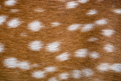 deer in forest asia,white spots brown animal skin texture background.background of deer hair,deer fur texture,textured spots on  fur ( fallow deer pelt ),brown deer fur for texture