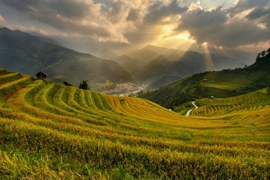 rice terrace on during sunset ,vietnam,vietnam rice terrace,rice field of vietnam,terrace rice field,mu chang chai rice field 