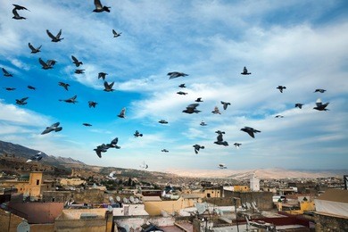 rooftops of old town with flock of pigeons flying in cloudy sky. fes el bali (medina), fez, morocco, north africa.