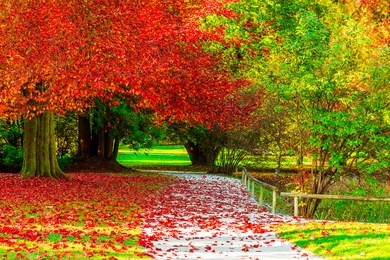 amazing golden autumn colors in the forest path track. autumn collection