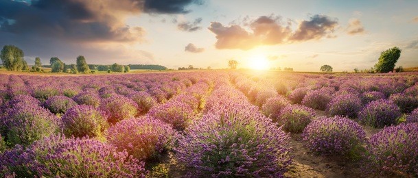 panorama of lavender flower field in full bloom, dramatic sunset sky.