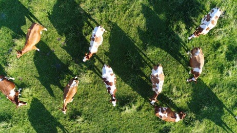 aerial top-down photo of meadow with red holstein friesians cattle grazing grass showing their long shadows from sundown in grass field these cows are usually used for dairy production