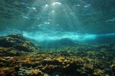 underwater sunlight through the water surface seen from a rocky seabed with algae in the mediterranean sea, natural scene, catalonia, costa brava, spain