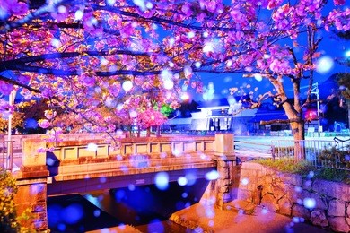 petals falling technology in nijo bridge near the nijo castle(nijojo) entrance gate.spring scenery of ancient bridge and cherry blossoms petals floating is japanese elegance style.april,kyoto, japan.
