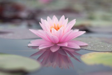 lotus flower select focus blur