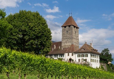 beautiful castle, blue summer sky and vineyard. city of spiez, canton bern, switzerland