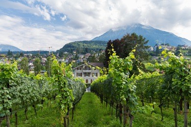 beautiful house, blue summer sky and vineyard. city of spiez, canton bern, switzerland