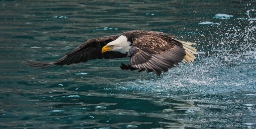 american bald eagle swooping down to grab a fish in alaskan waters of kenai region