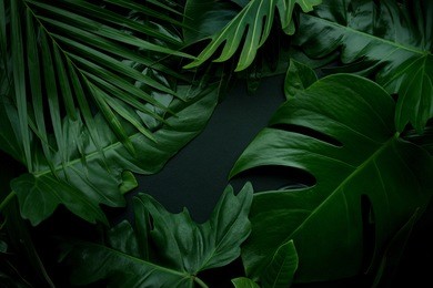 real leaves with white copy space background.tropical botanical nature concepts design.