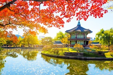 gyeongbukgung and maple tree in autumn in korea.
