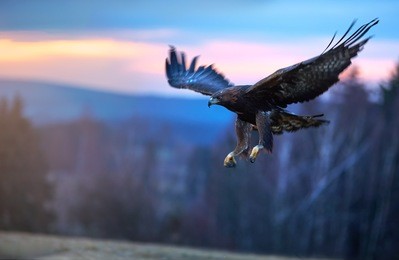 golden eagle, aquila chrysaetos, big bird of prey  lands on autumn meadow with outstretched wings against colorful evening sky in background. close up eagle in autumn landscape,  europe.
