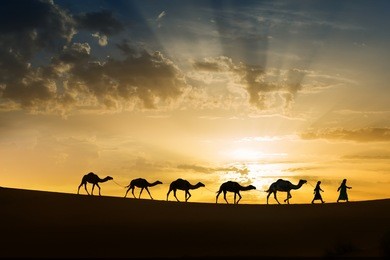 silhouettes of a camel (dromedary) caravan with nomads in the desert against colorful cloudy sky at sunrise. 