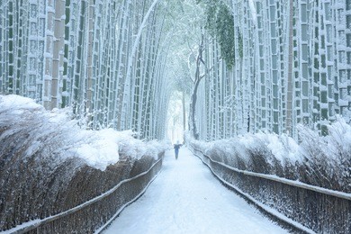 arashiyama bamboo forest in winter