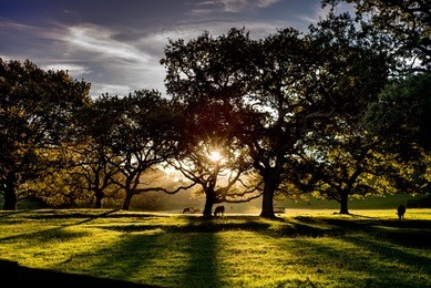 sun beams in one tree hill, auckland, new zealand