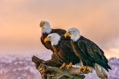 three american bald eagles perch on tree snag  against background of alaskan kenai mountains and cook inlet with late afternoon warm sun