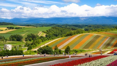 shikisai-no-oka farm, biei, japan