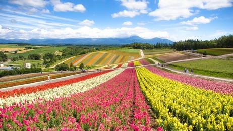 shikisai-no-oka farm, hokkaido, japan