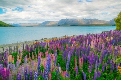 landscape at lake tekapo and lupin field in new zealand. lupin field at lake tekapo hit full bloom in december, summer season of new zealand.