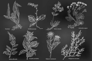 set of hand drawn medicinal plants: silene viscaria, curcuma longa, alchemilla vulgaris, silybum marianum, scopolia carniolica, orthilia secunda, salvia, polygonum aviculare. drawing with chalk.