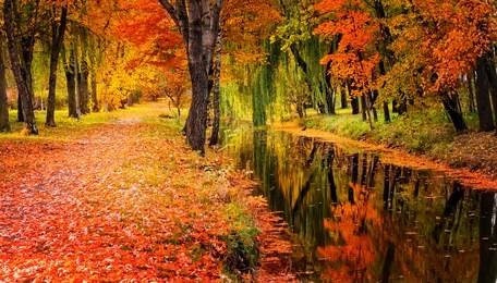 autumn landscape beautiful trees with colored leaf over the river, glowing in sunlight. wonderful picturesque scenery. color in nature. gorgeous, amazing scene. creative image. artistic picture