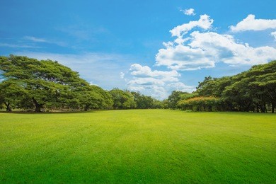 green grass green trees in beautiful park white clouds and blue sky in noon.