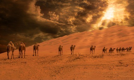 group of camels walking in liwa desert al gharbia  in abu dhabi uae