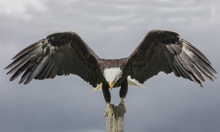 bald eagle 