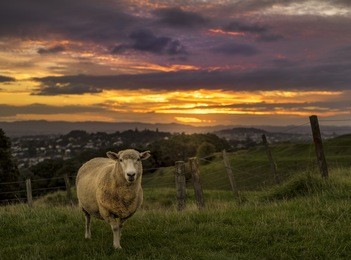 sunset in one tree hill, auckland, new zealand.
