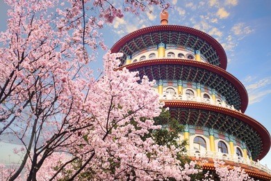 the beautiflu sakura garden with nice sky in taipei, taiwan