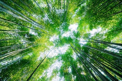 kyoto bamboo forest
