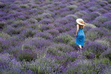 back side of a young elegant dressed woman walking in a lavender field wearing a straw hat