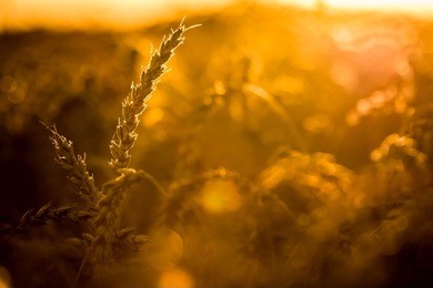wheat field in the sun