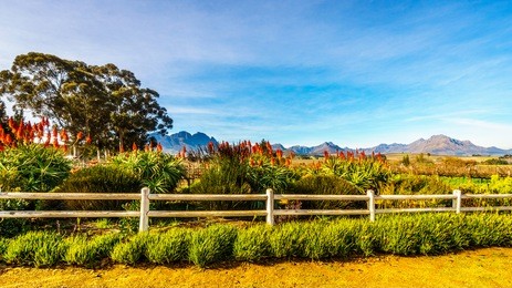flowering krantz aloe plants in a vineyard in the wine region of stellenbosch  in the western cape of south africa