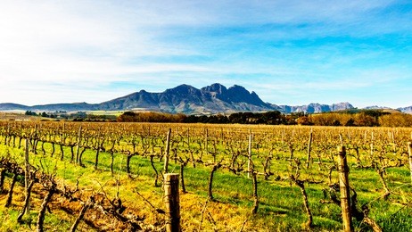 vineyards in the wine region of stellenbosch  in the western cape of south africa with simonsberg in the background on a nice south african winter day