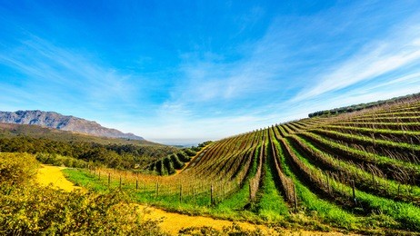 olive groves and vineyards surrounded by mountains along the helshoogte road between the historic towns of stellenbosch and franschhoek in the wine region of western cape of south africa
