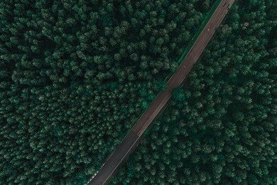 asphalted road surrounded by pine forest from above
