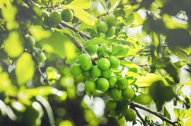 unripe plum tree. branch with green plums in a garden. green organic plum