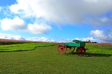 green meadow and cosmos flower with cloud sky in singha park garden chiang rai ,thailand
