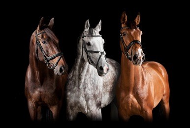 three horses with bridle against black background