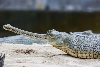 gharial crocodile with narrow snout at the chitwan national park, nepal