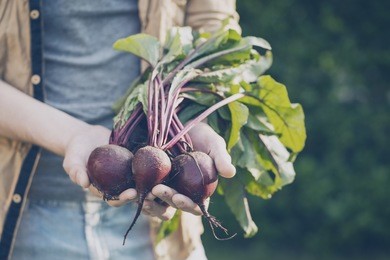 closeup of man farmer hand holding fresh ripe beetroots in garden daylight healthy life autumn spring harvest concept horizontal copy space