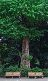 tree in park