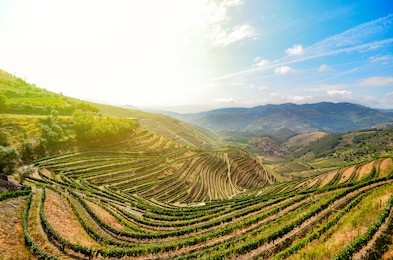 douro valley in porto wine region: vineyards near duero river and pinhao, portugal europe