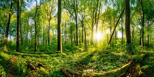 sunset in the forest