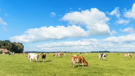 dutch landscape farming cows on the green land with beautiful clouds ,brown and white cows in the meadow, noordoostpolder flevoland netherlands