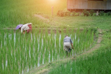 rice farmers are harvesting the produce.
