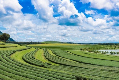 tea plantation at singha park, chiang rai, thailand
