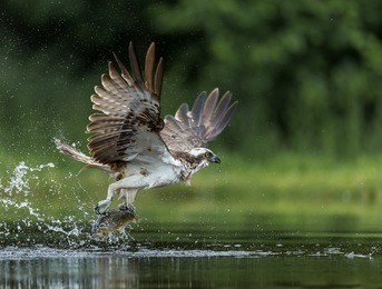 osprey catching a brown trout