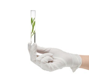 female hand in glove holding test tube with plant on white background