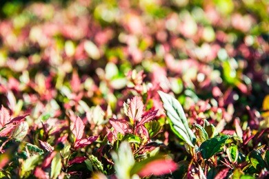red leaves in the garden, thailand.